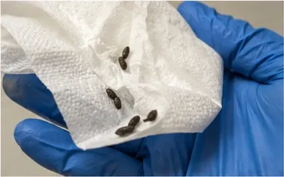 Crottes de souris : comment les reconnaître et que faire ?