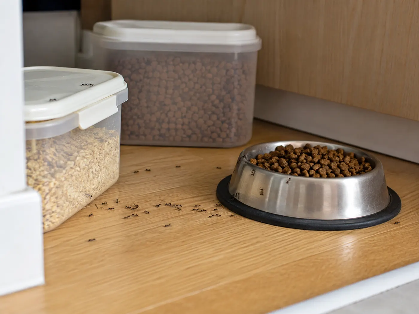Fourmis dans la cuisine : 8 attractions insoupçonnées