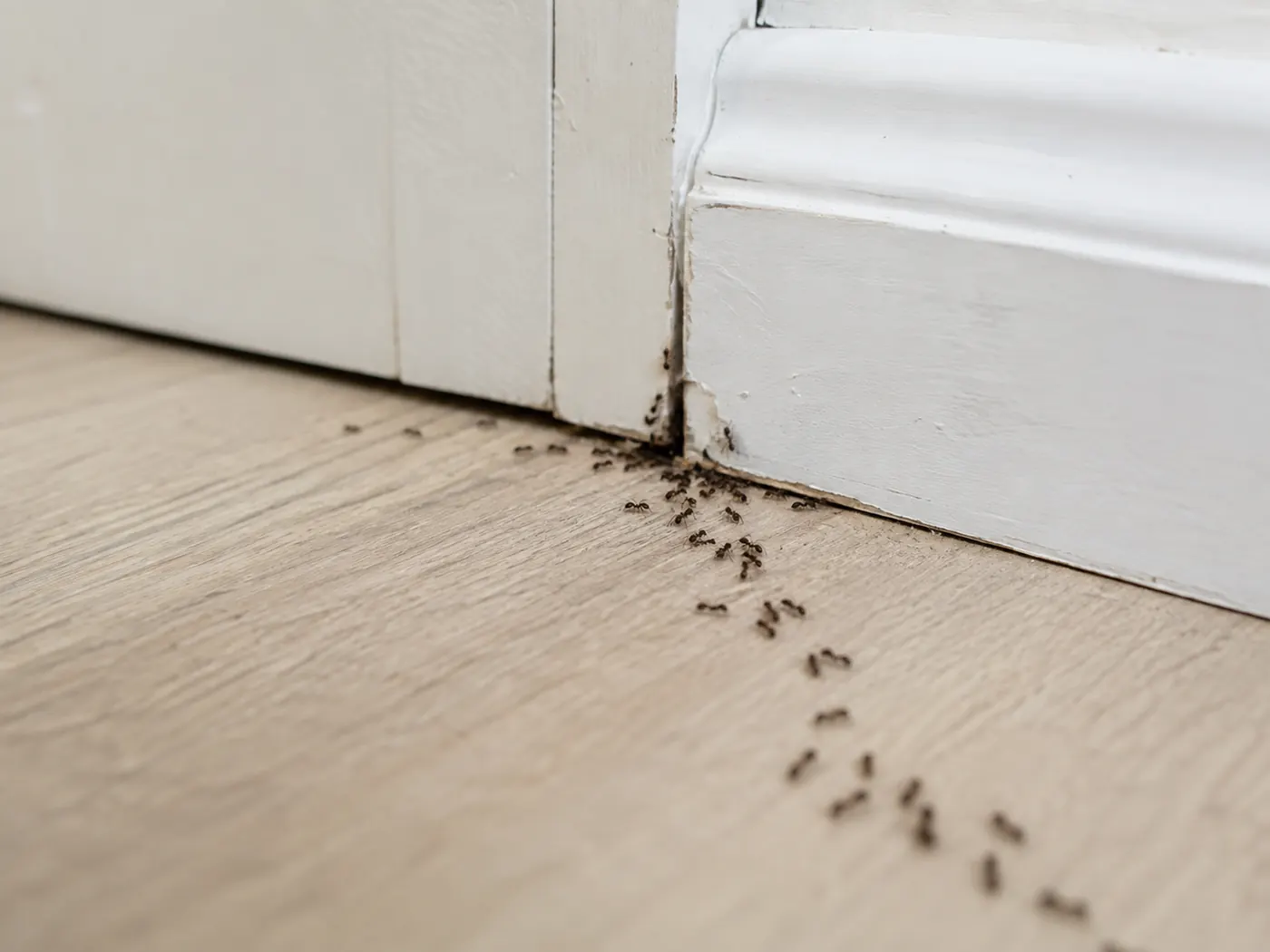 Fourmis dans la maison : pourquoi elles reviennent sans cesse