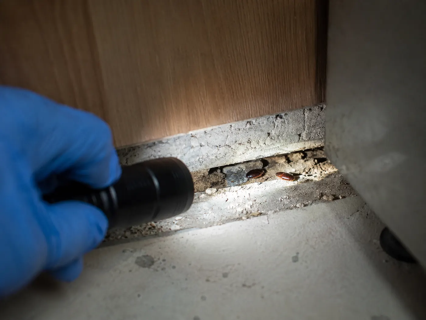 Œufs de cafards : à quoi ils ressemblent et pourquoi les éliminer