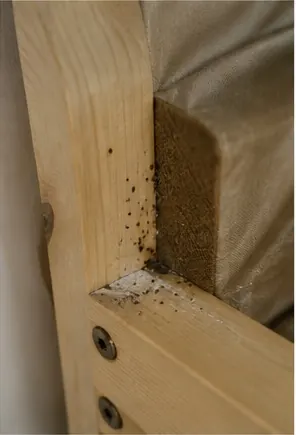 Où se cachent les punaises de lit ? La méthode d'inspection
