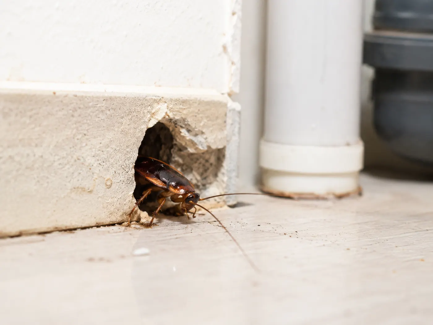 Pourquoi j'ai des cafards chez moi (même en étant propre)