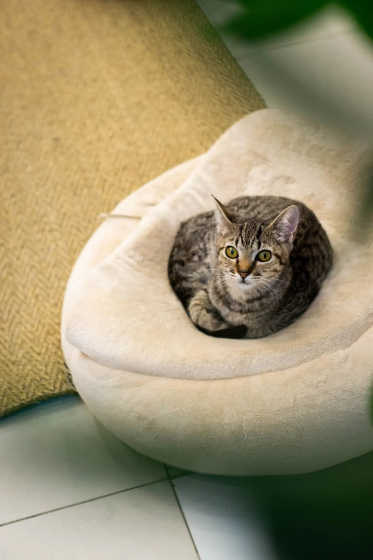 Puces dans la maison : pourquoi elles persistent après le traitement de l'animal