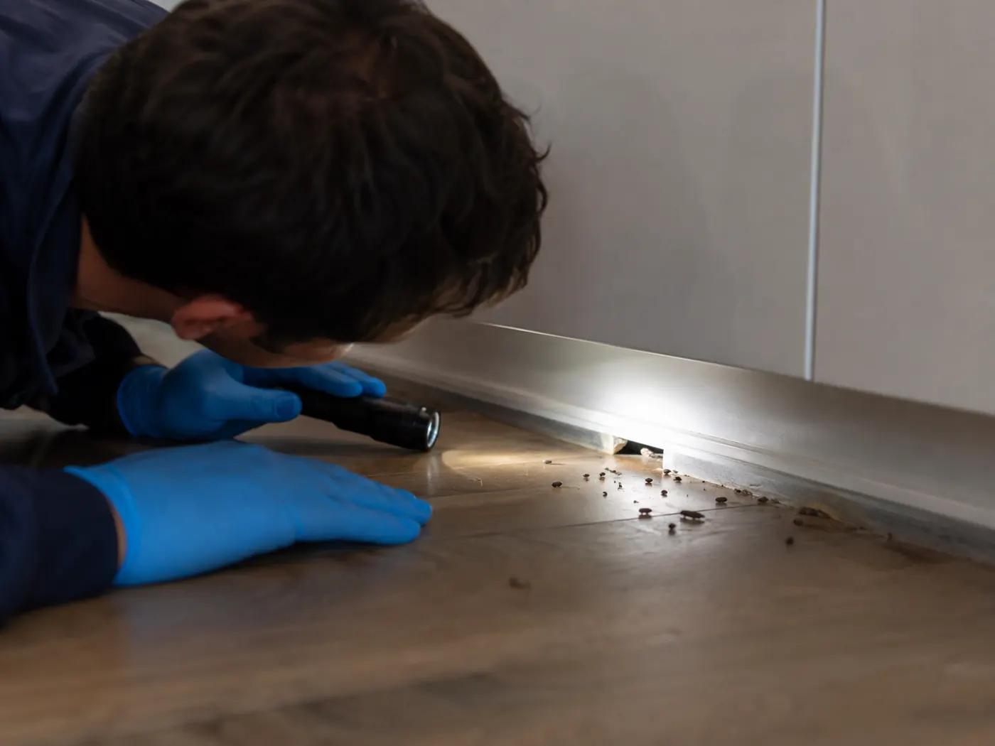 Rat dans la maison : le guide étape par étape
