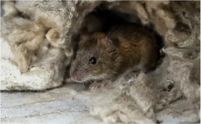 Pourquoi les souris entrent-elles dans les maisons en hiver ?