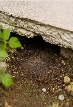 Comment trouver un nid de fourmis autour de chez soi